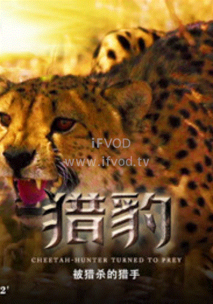 獵豹·被捕殺的獵手